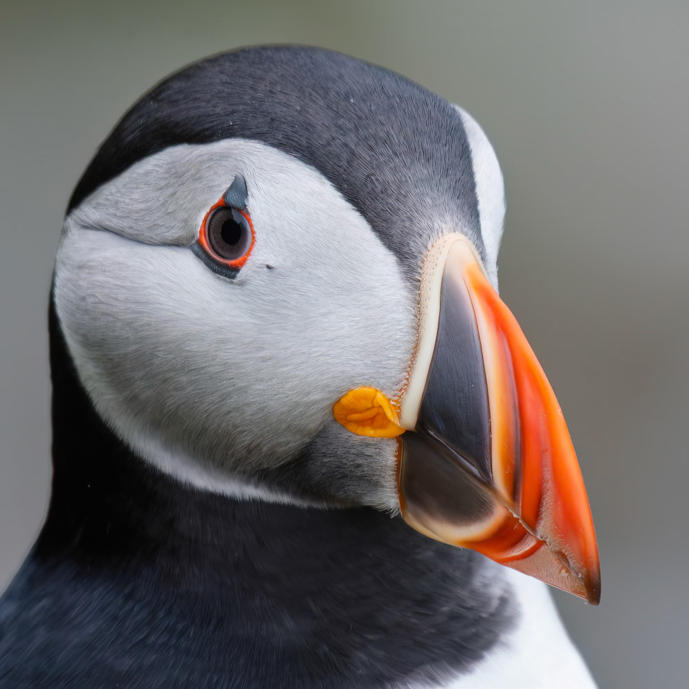 Atlantic Puffin