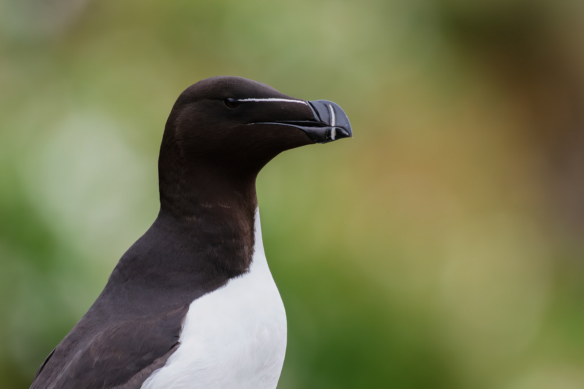 Razorbill