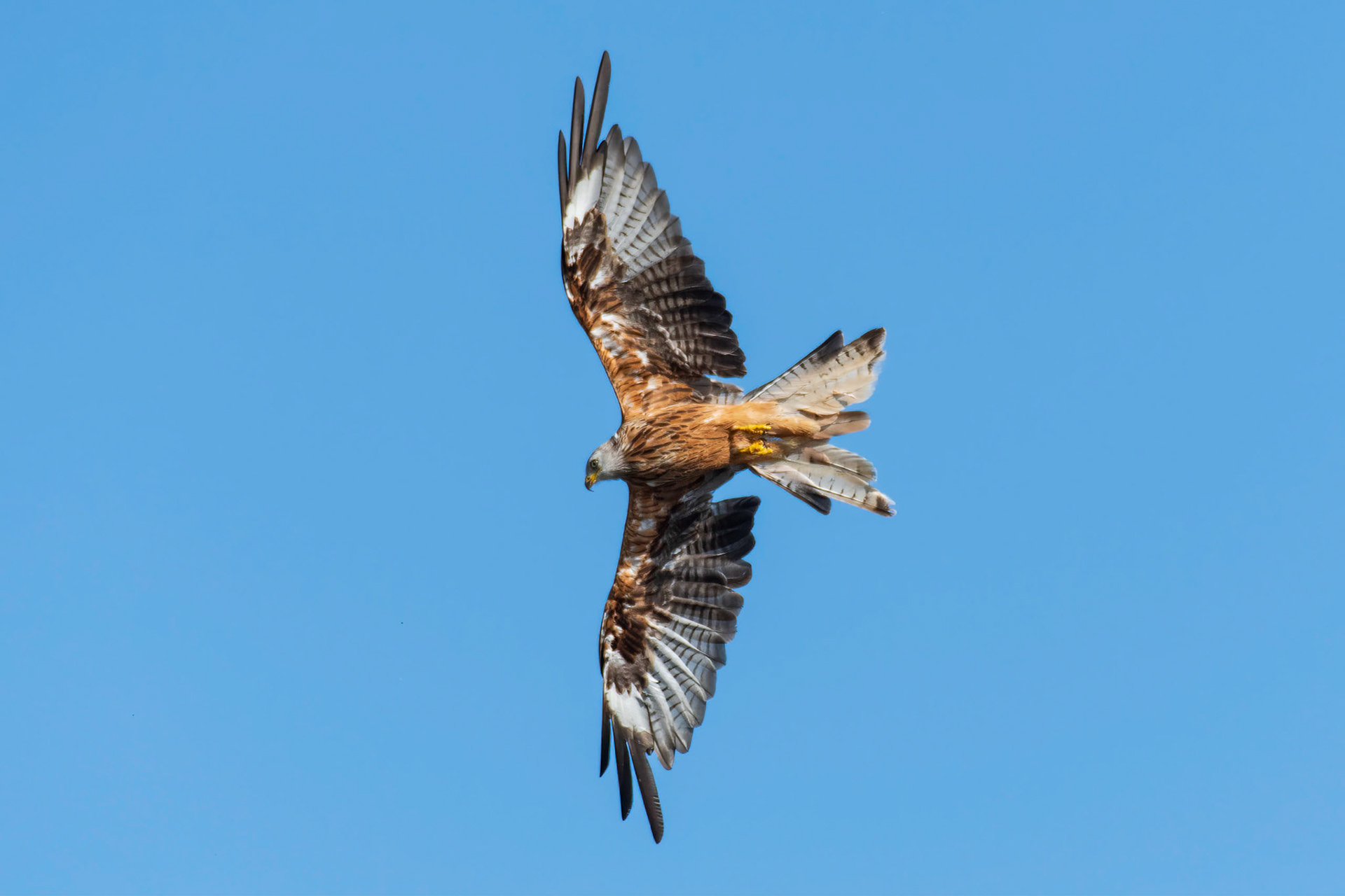 Red Kite