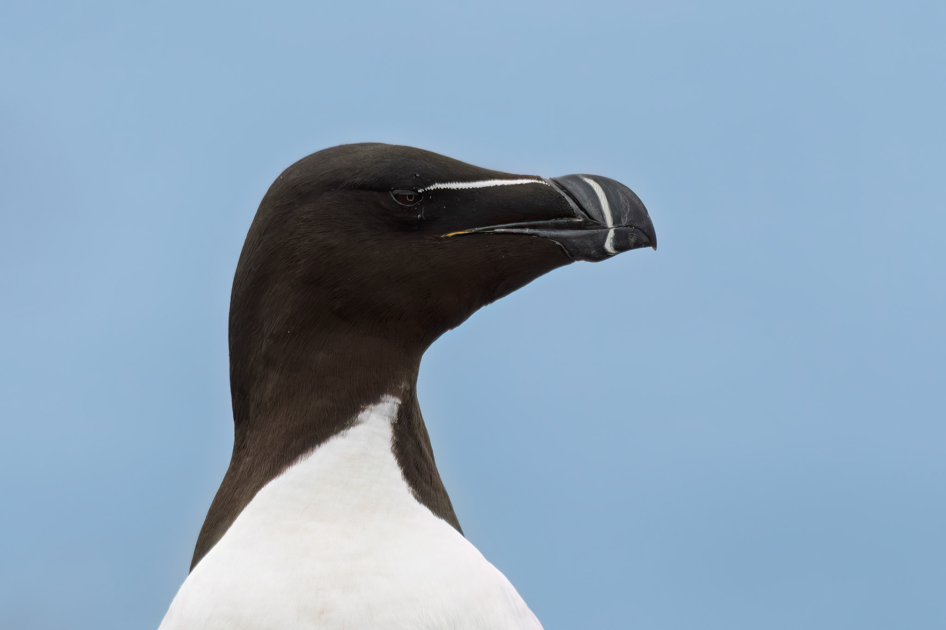 Razorbill