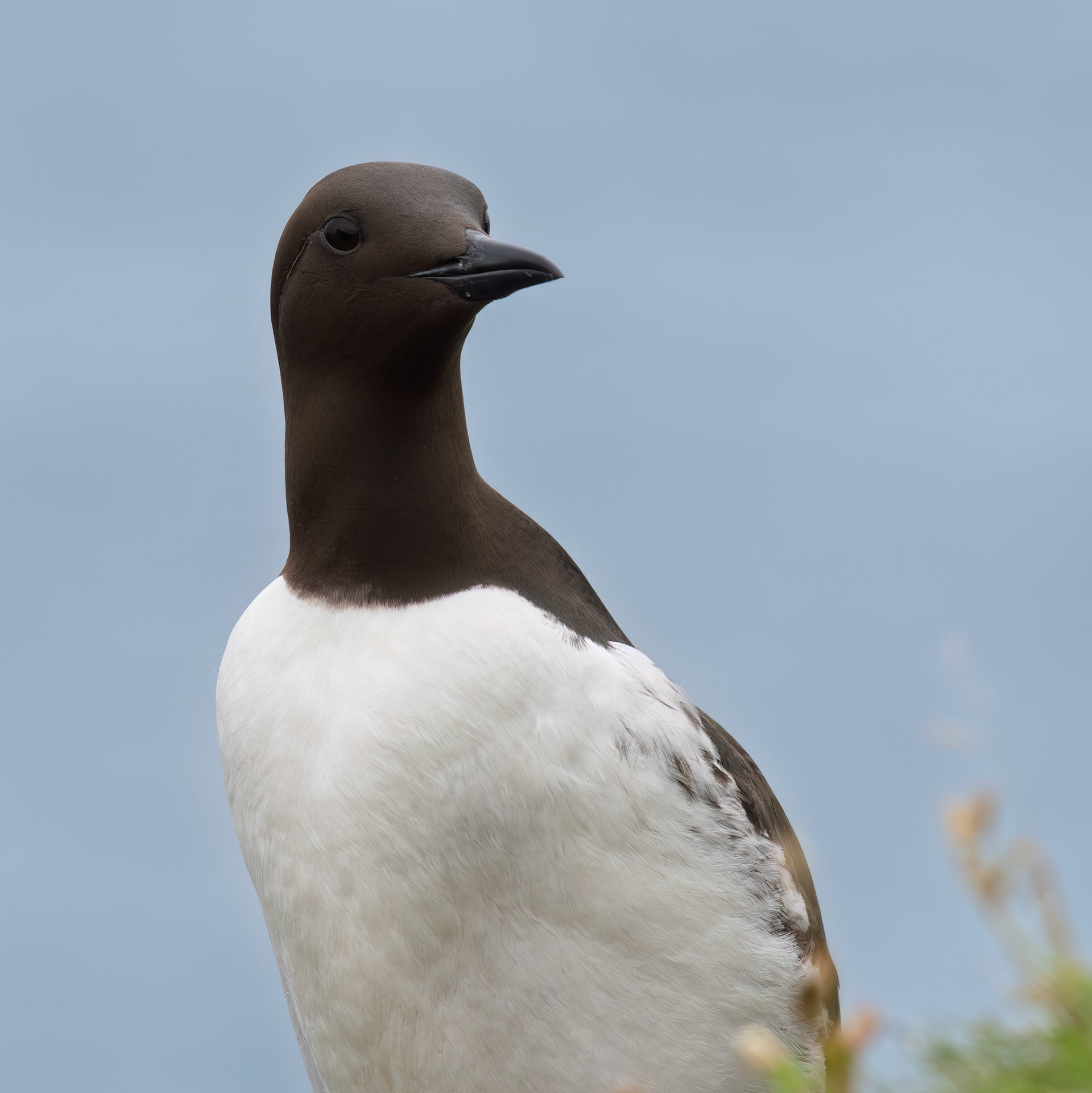 Common Guillemot