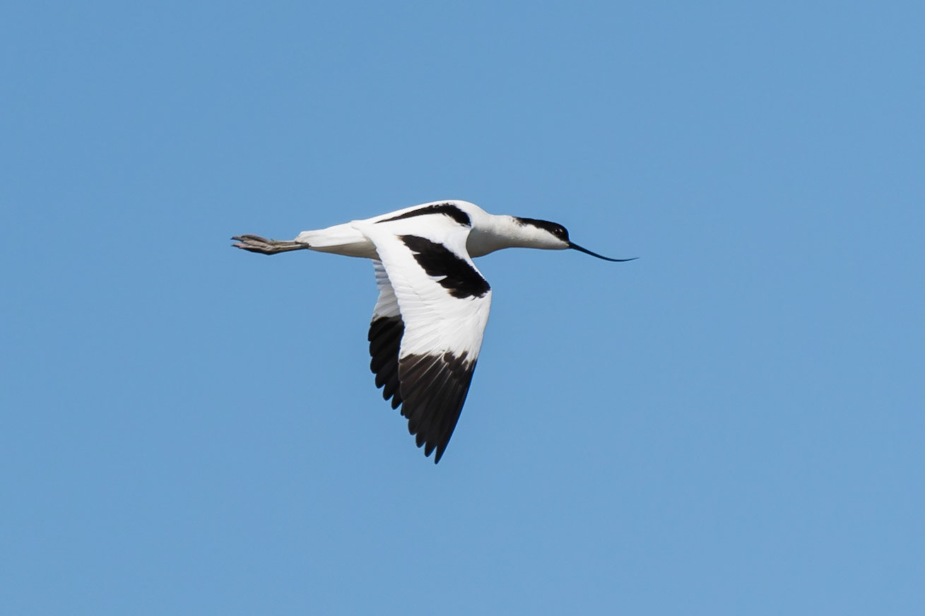 Pied Avocet