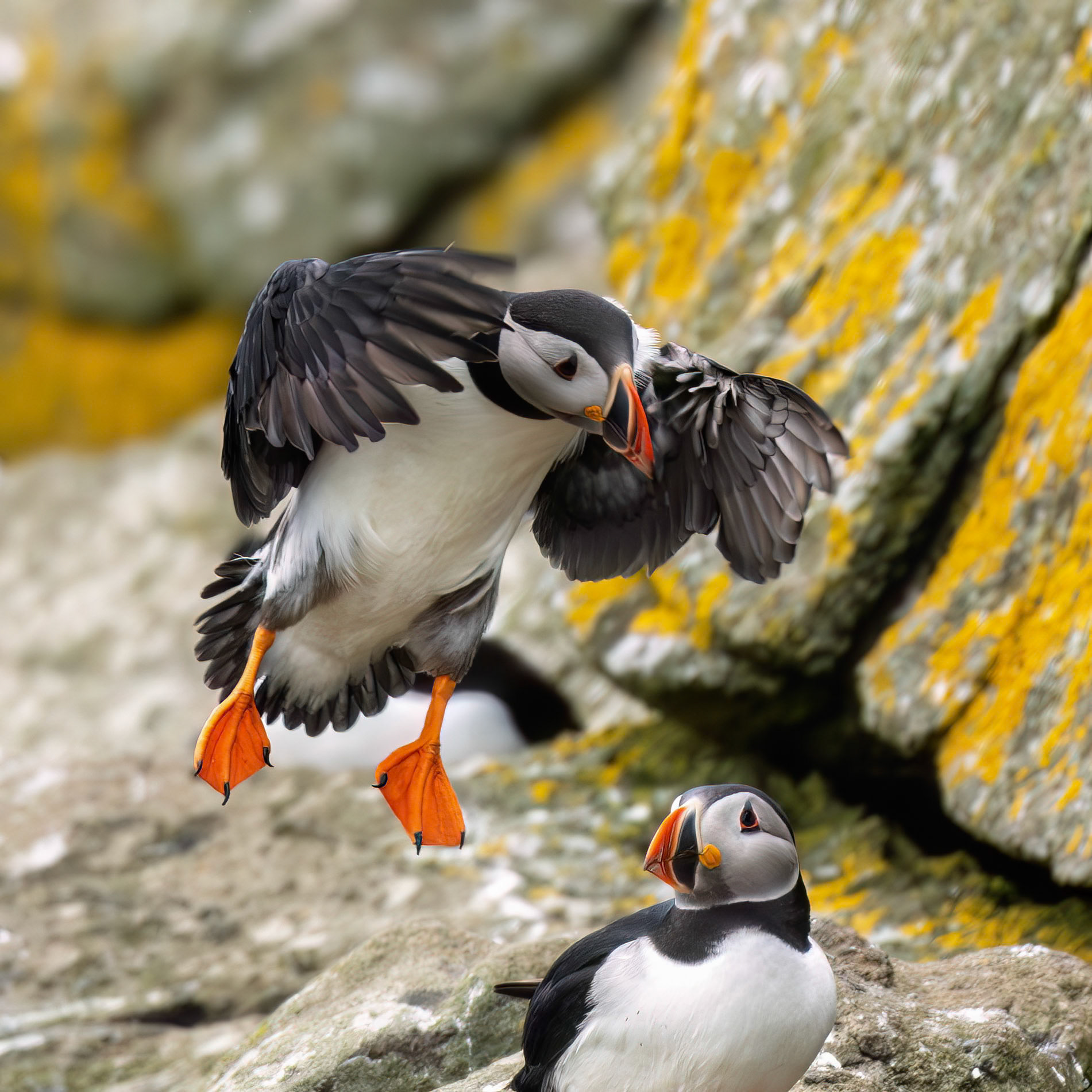 Atlantic Puffin