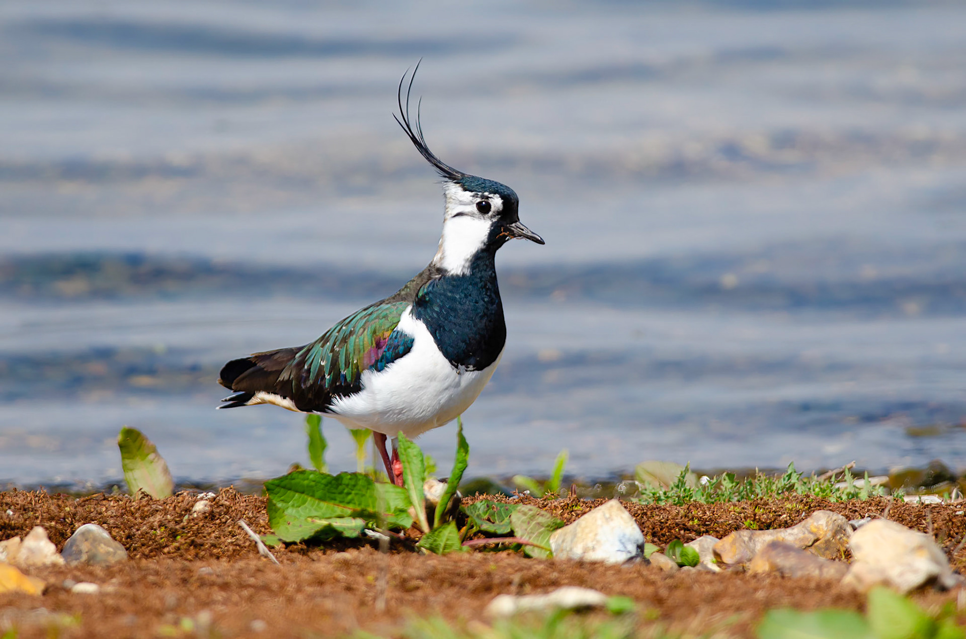 Northern Lapwing