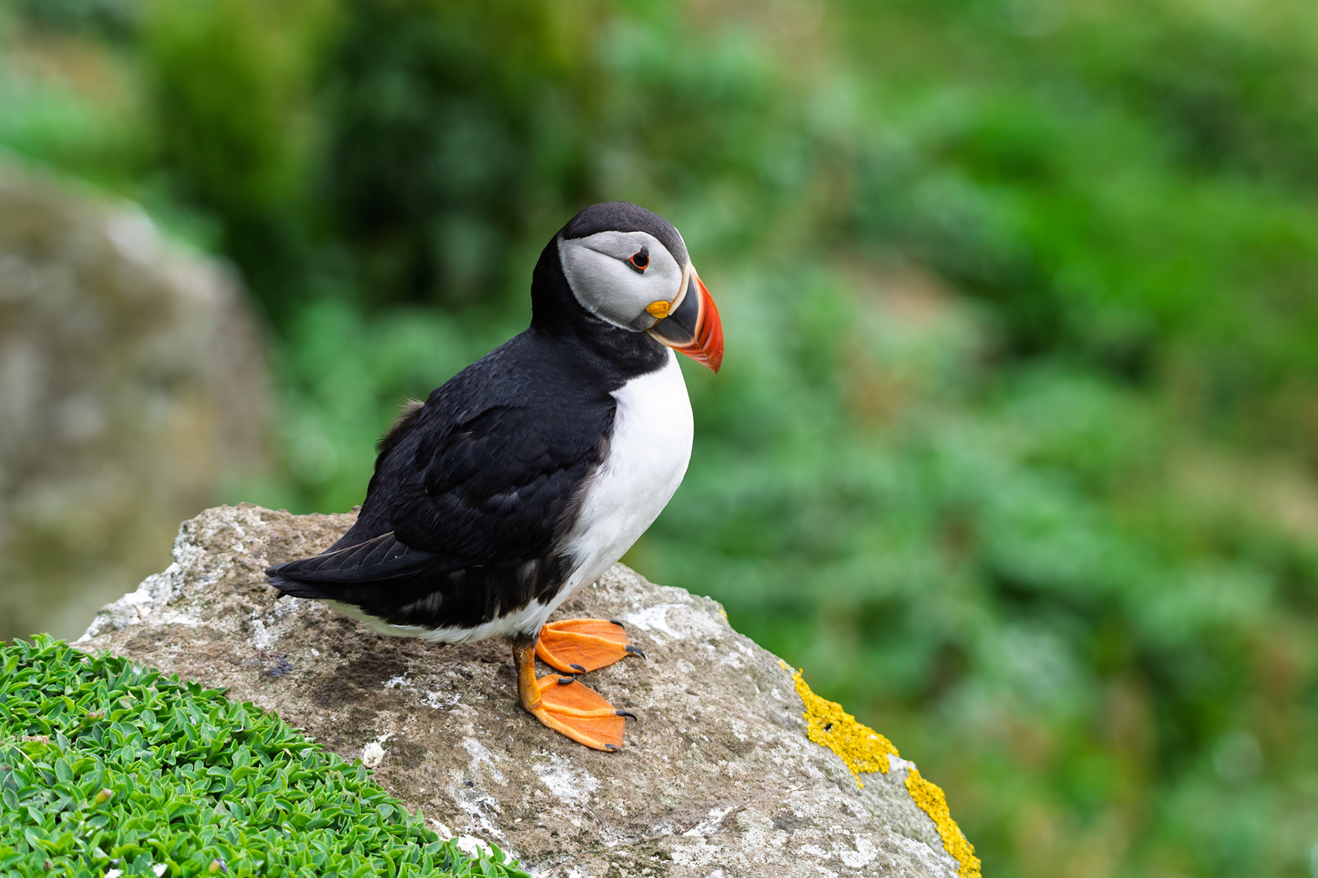 Atlantic Puffin