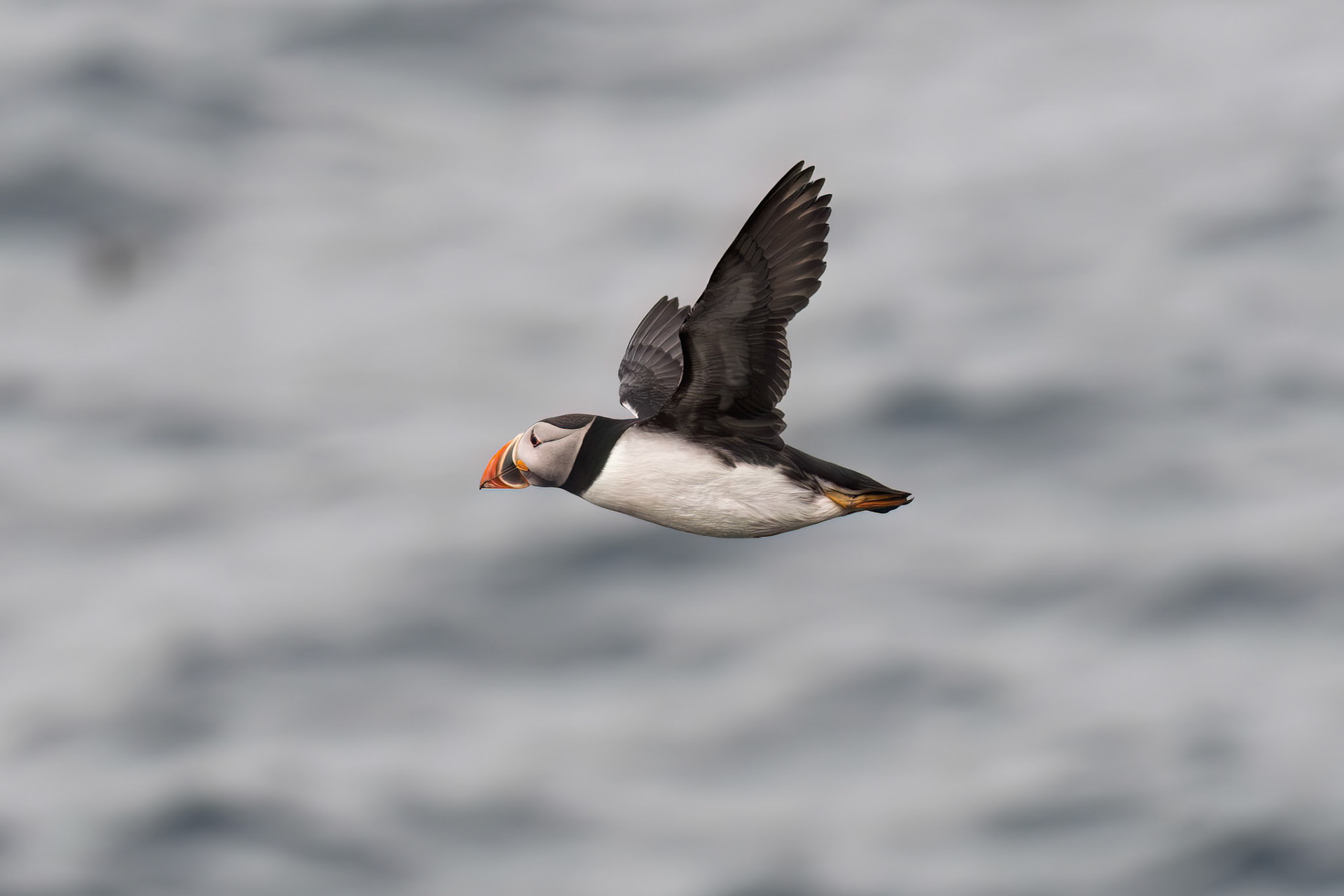 Atlantic Puffin