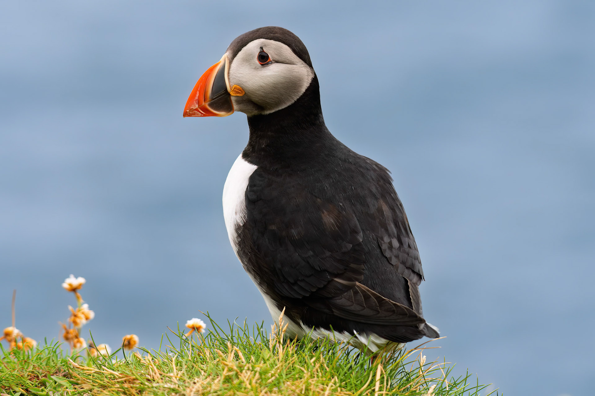Atlantic Puffin