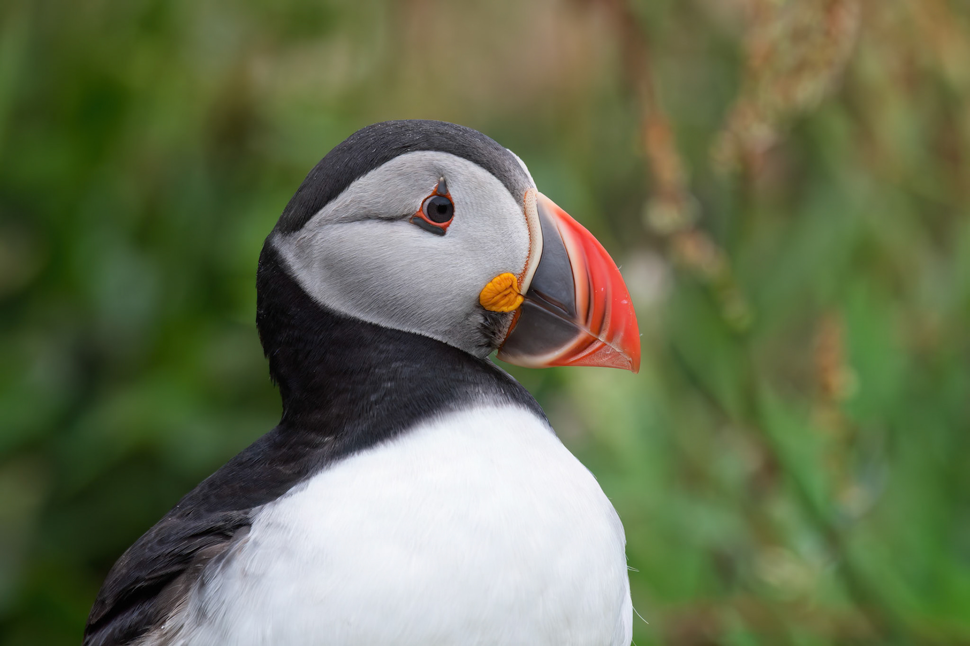 Atlantic Puffin