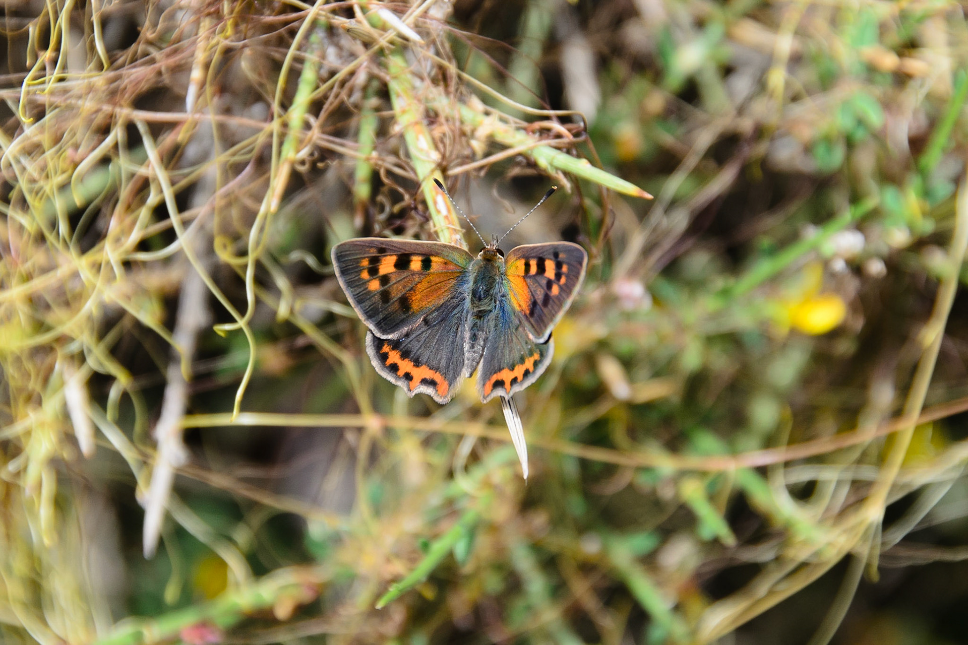 Small Copper Butterfly