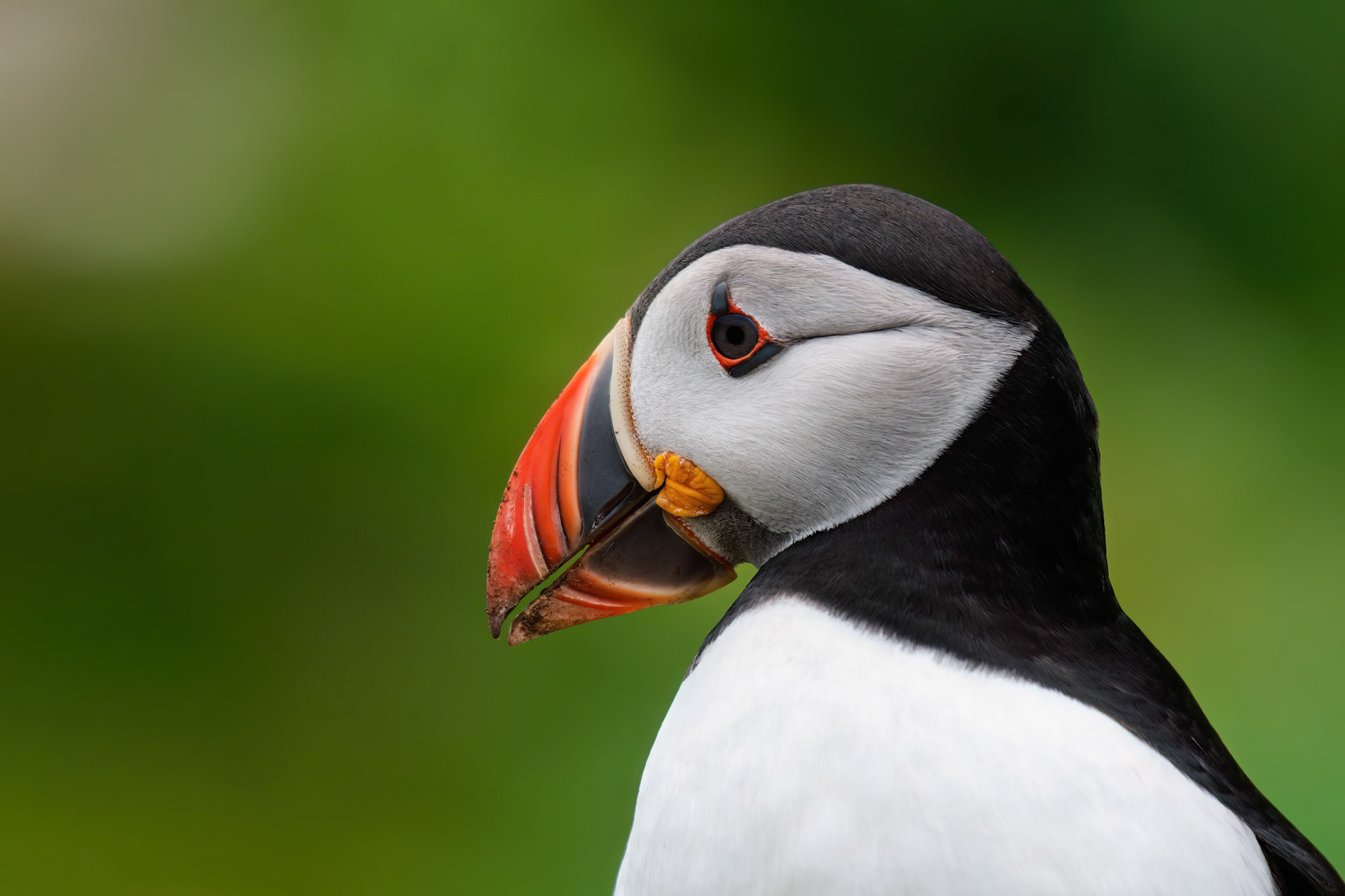 Atlantic Puffin