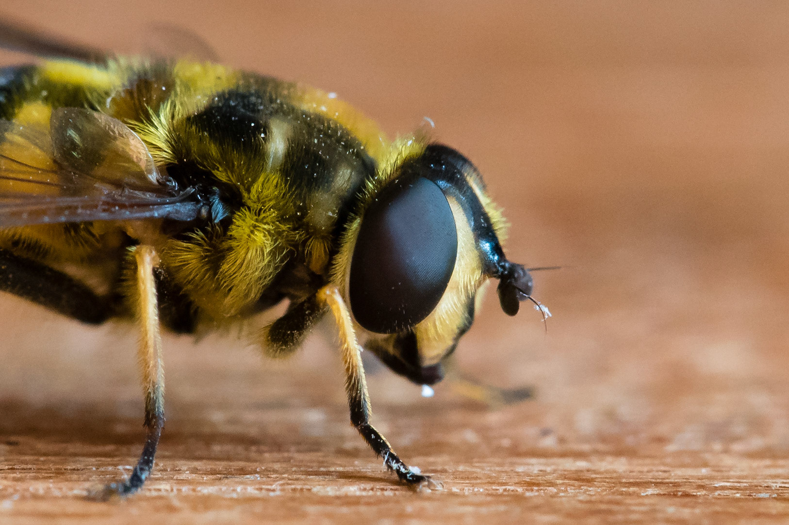 Hoverfly, Myathropa florea