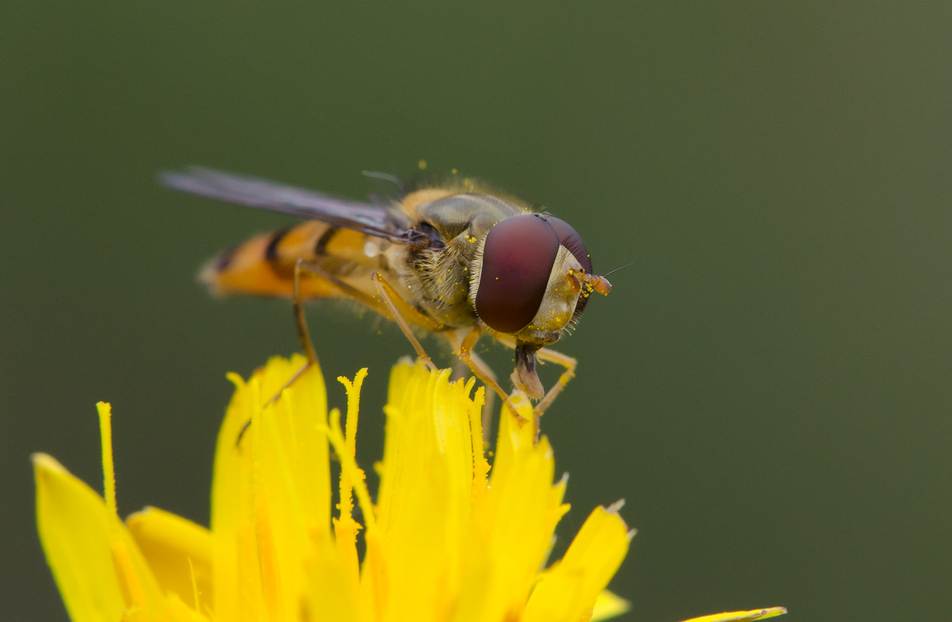 Marmalade hoverfly