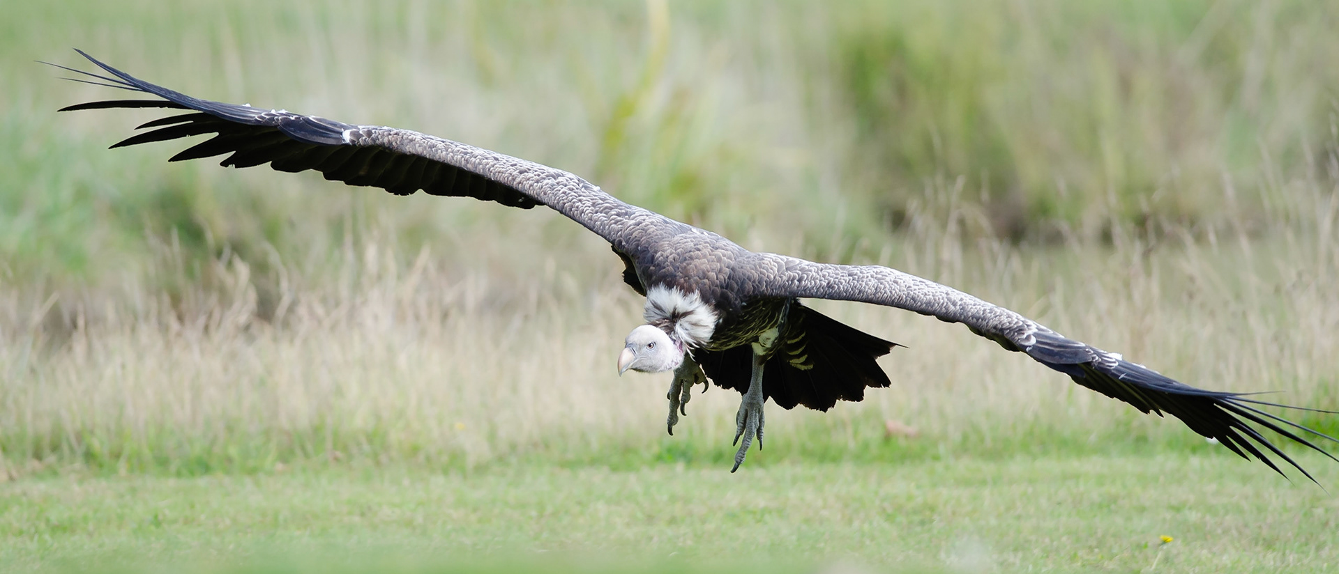 Rüppell’s Griffon Vulture