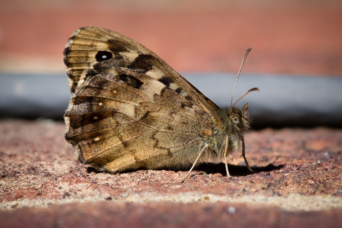 Speckled Wood Butterfly