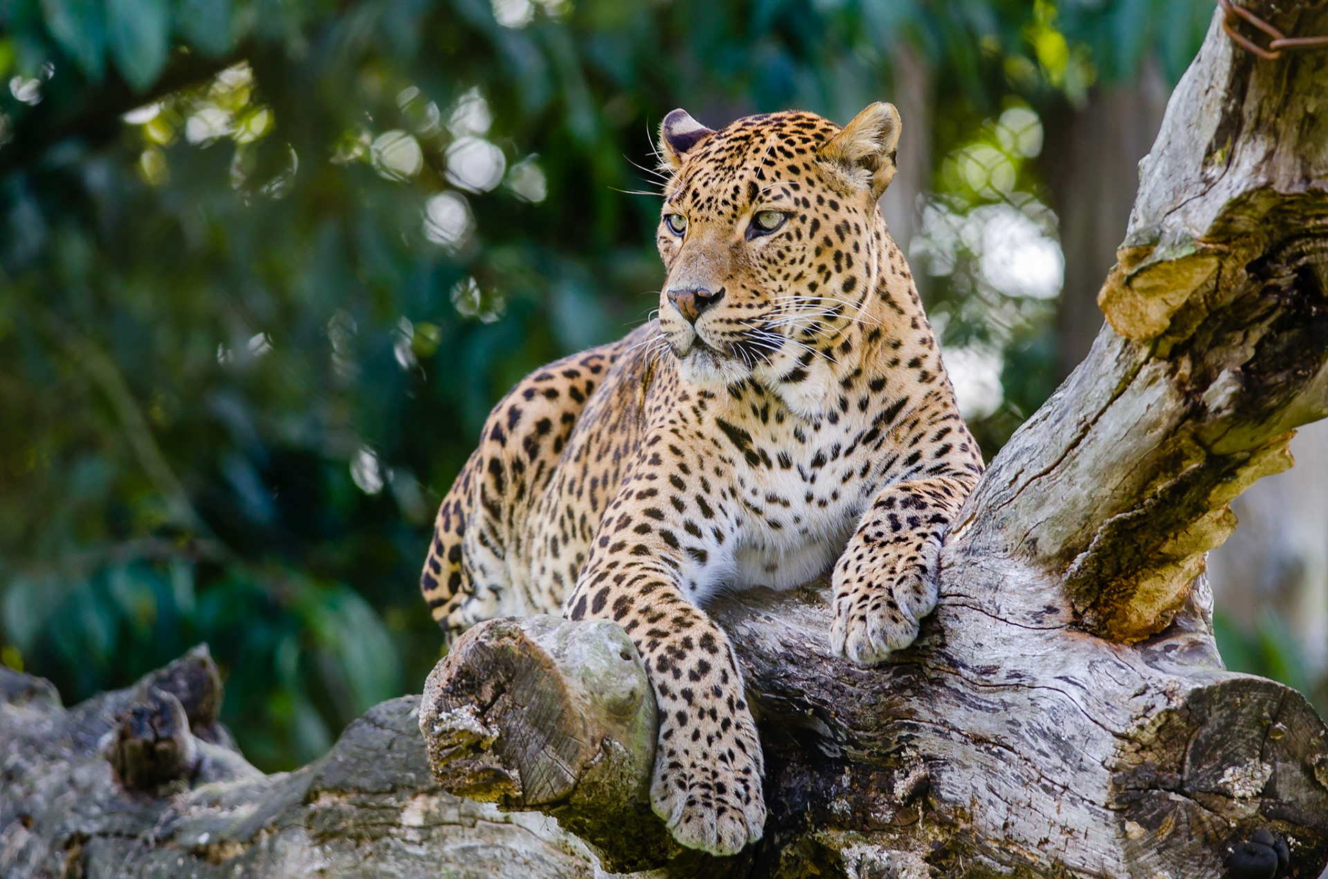Sri Lankan Leopard