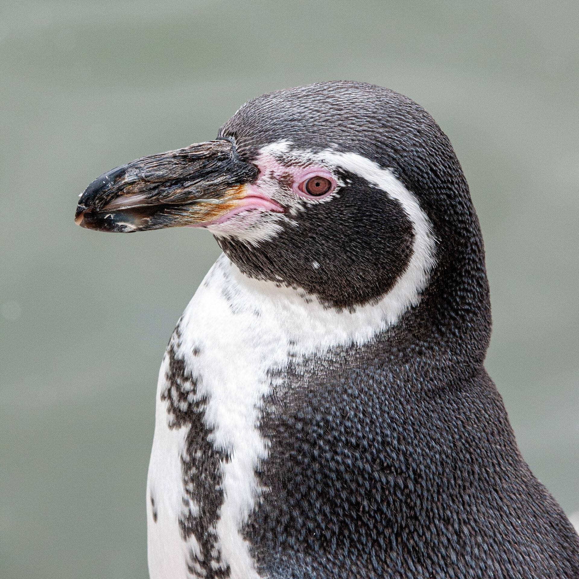 Humboldt penguin