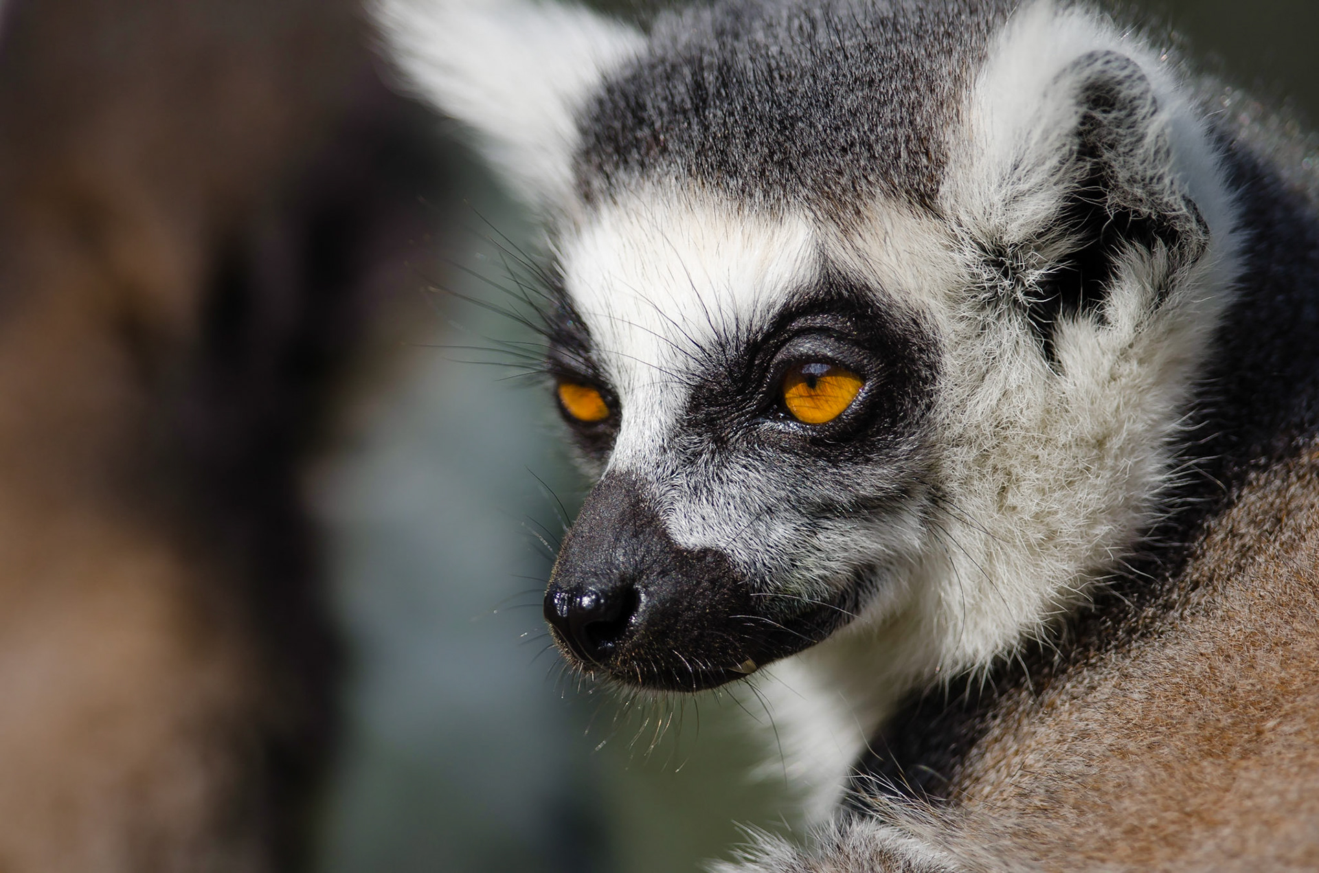 Ring-tailed Lemur