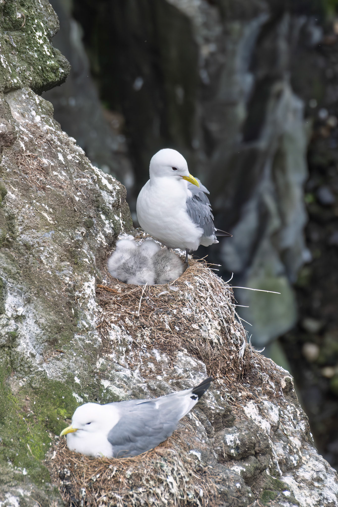 Kittiwake