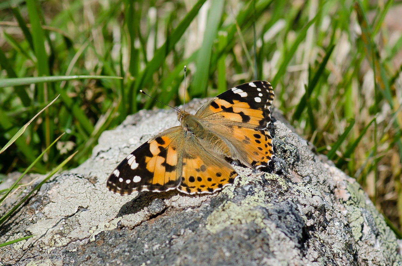 Painted Lady Butterfly