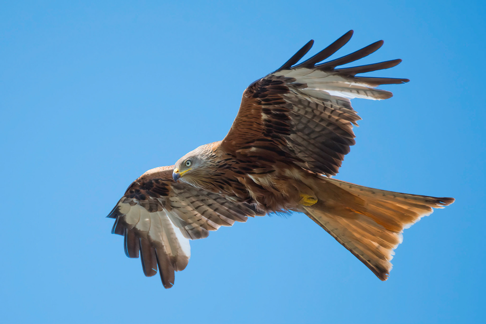 Red Kite