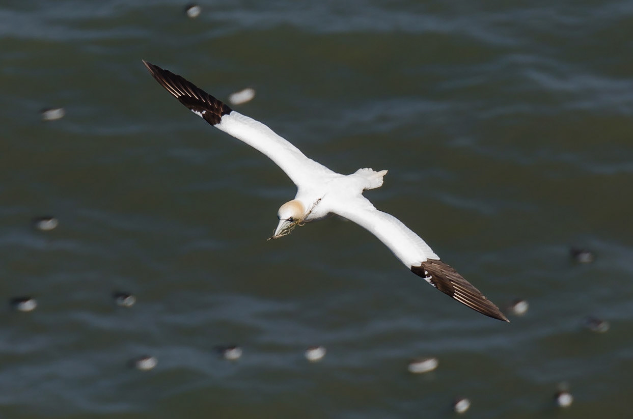 Northern Gannet