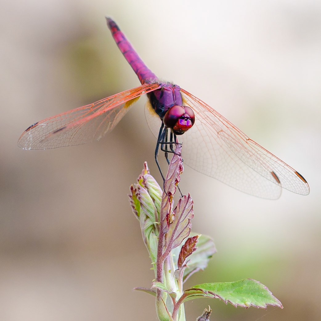 Violet Dropwing Dragonfly