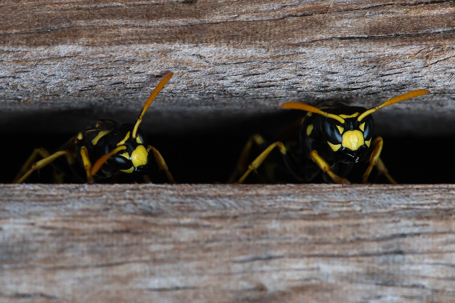 Wasp species