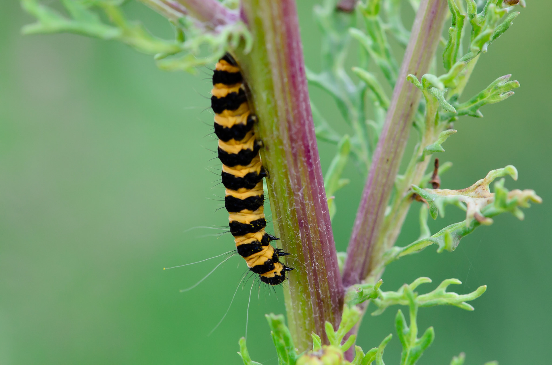 Cinnabar Moth Caterpillar
