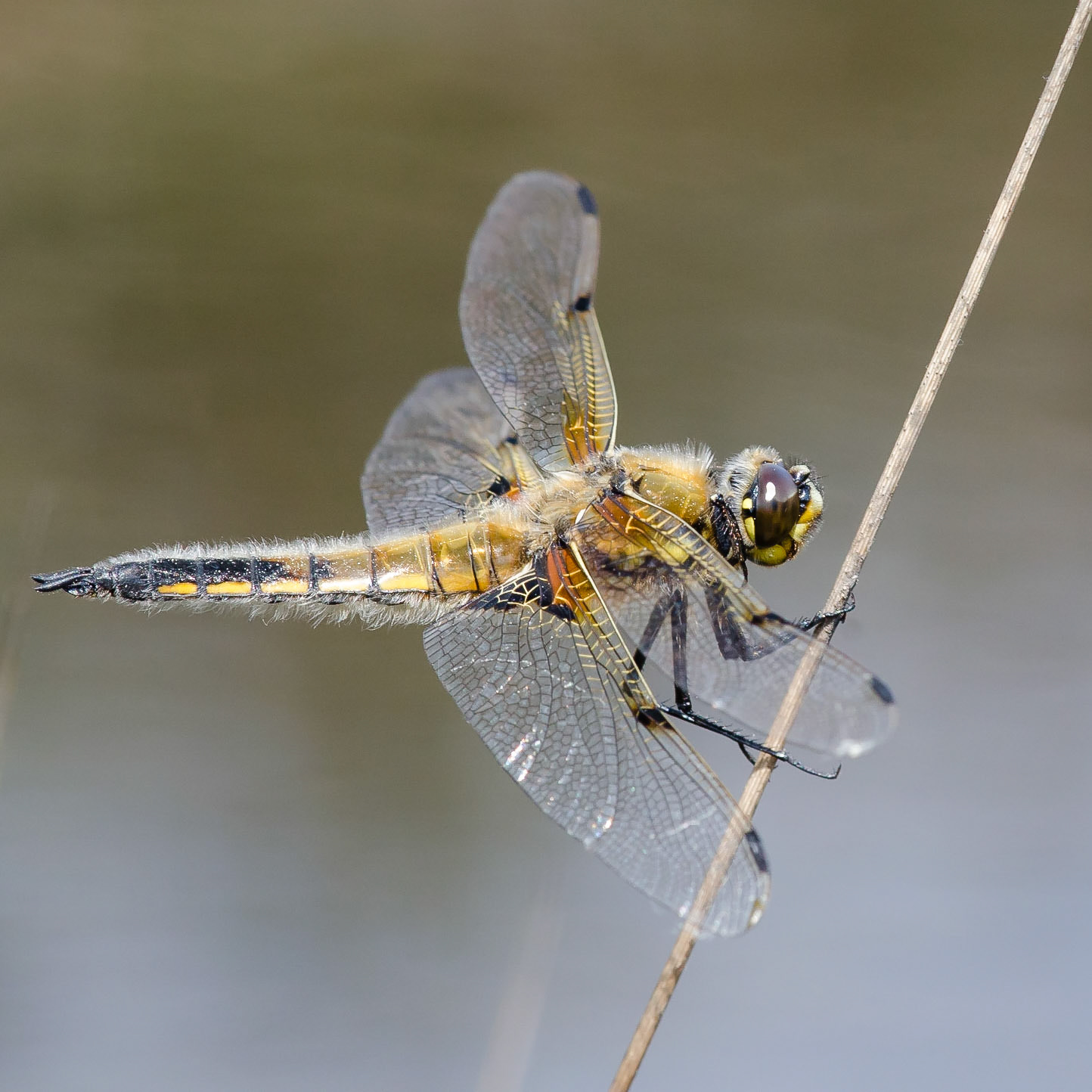 Four-spotted Chaser Dragonfly