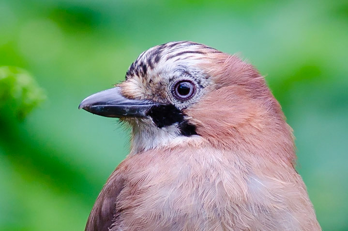 Eurasian Jay