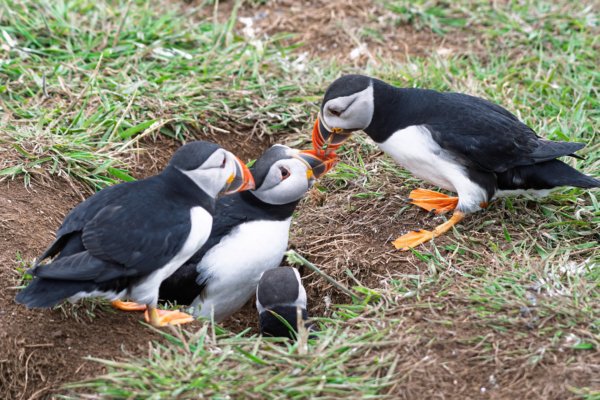 Atlantic Puffin