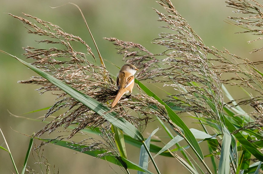 Bearded Reedling