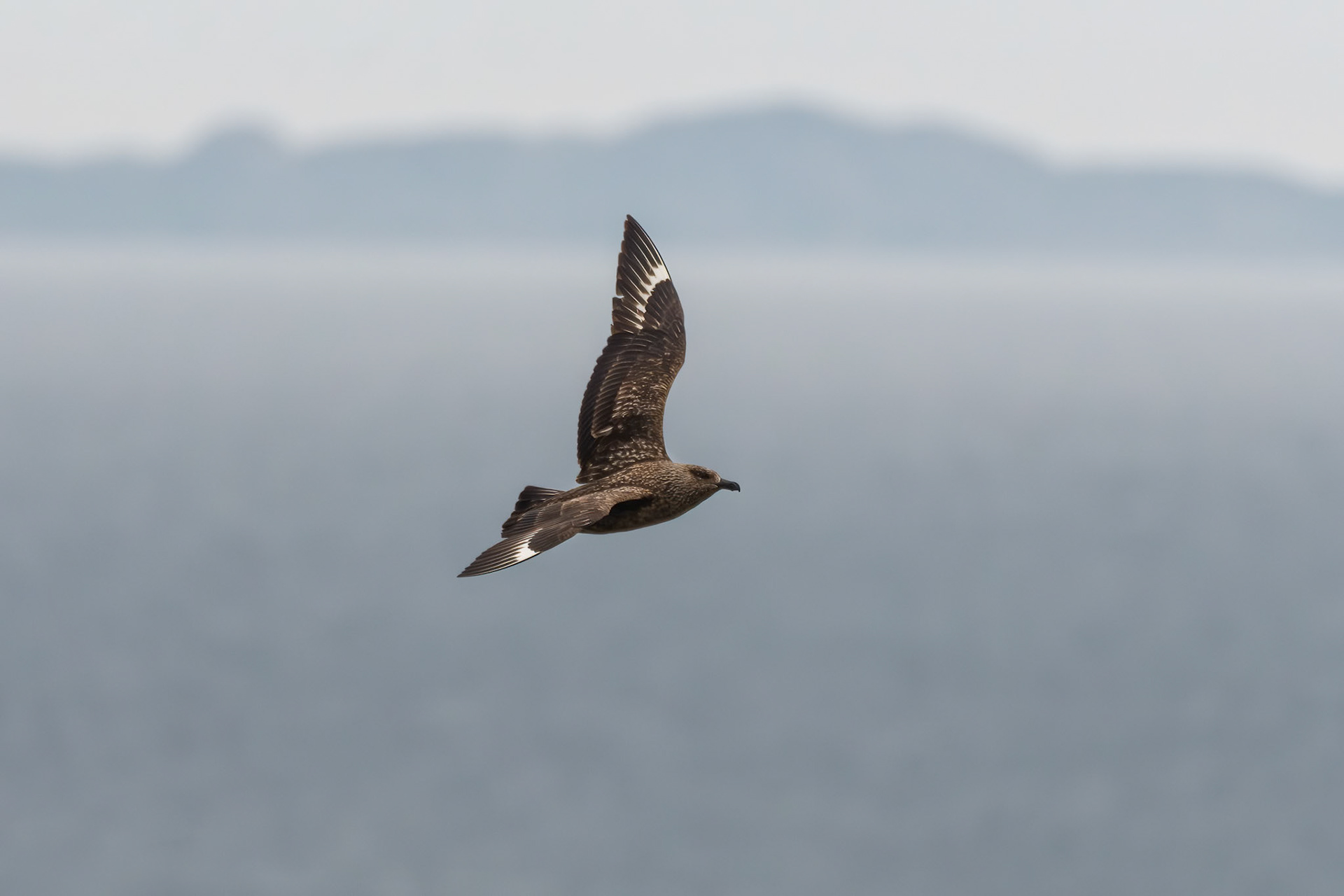 Great Skua