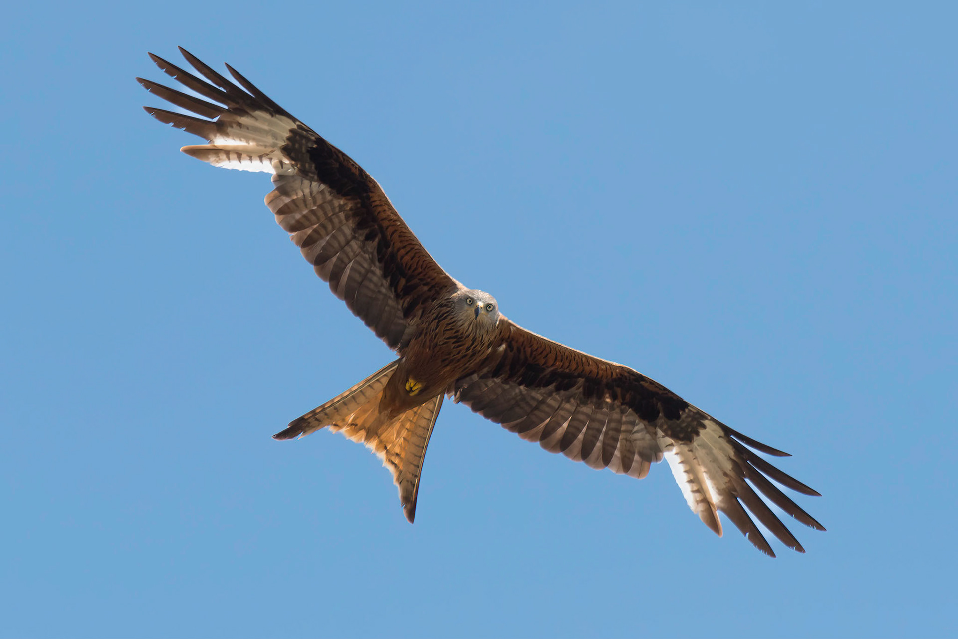 Red Kite
