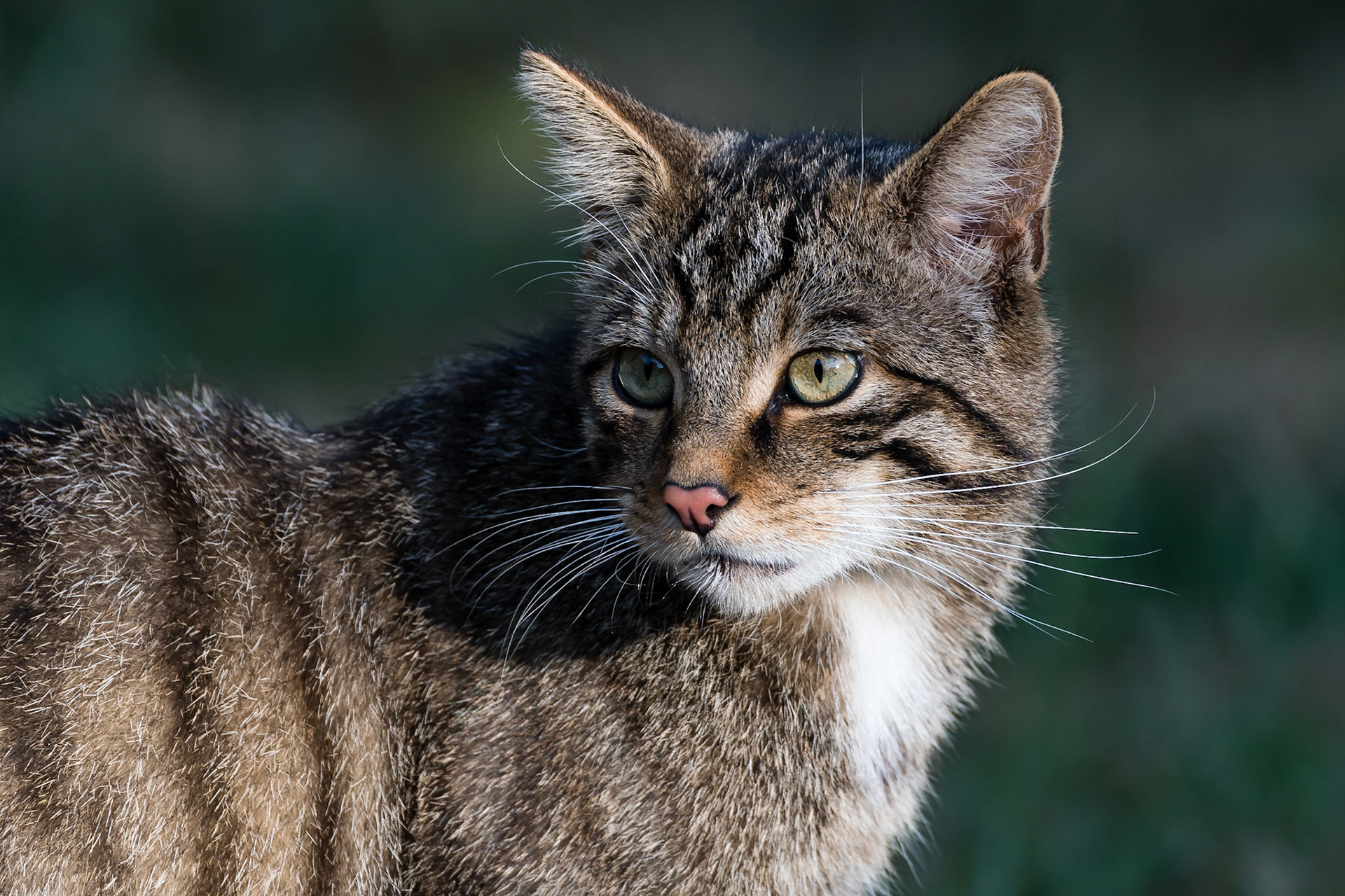 Scottish Wildcat