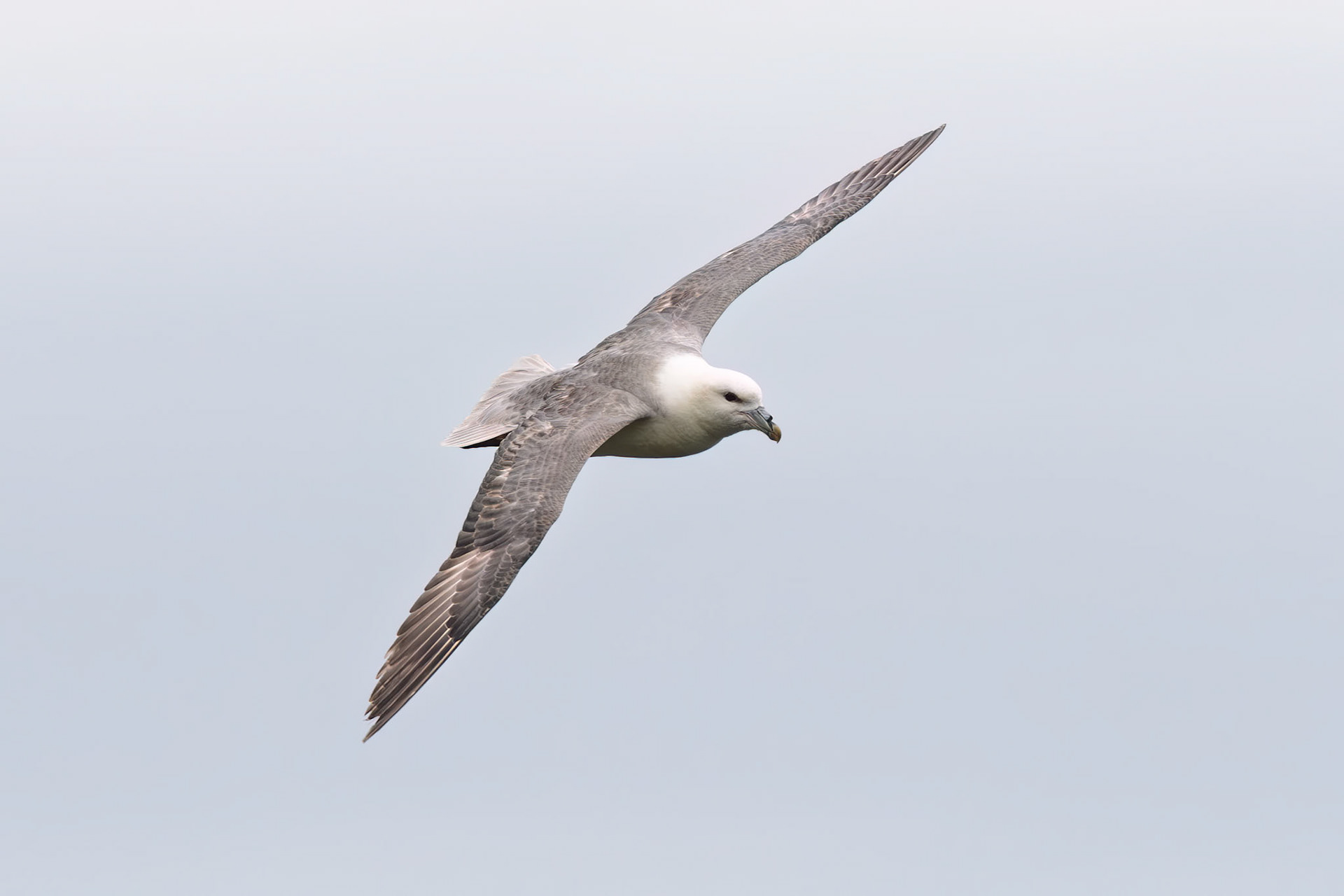 Northern Fulmar