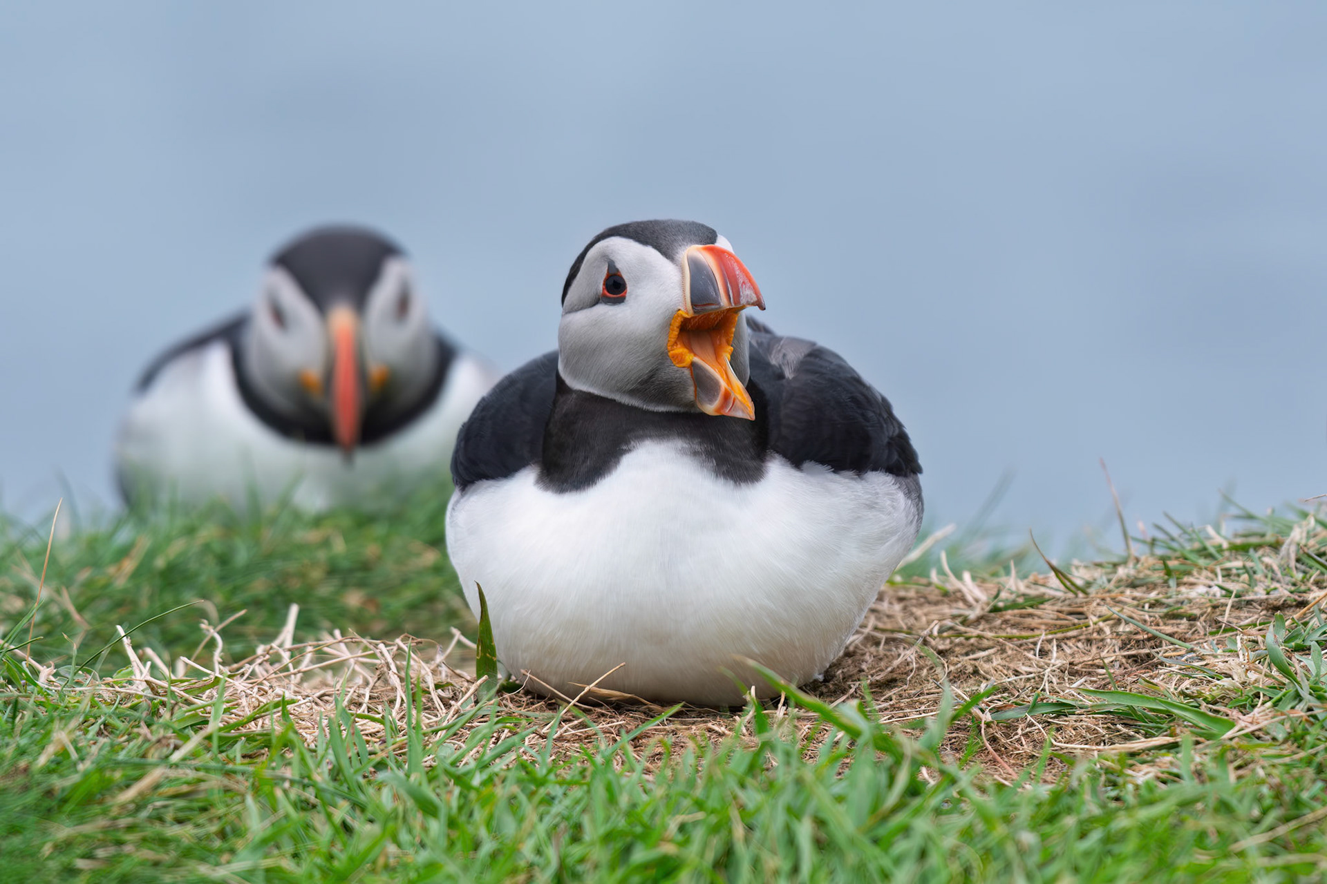 Atlantic Puffin