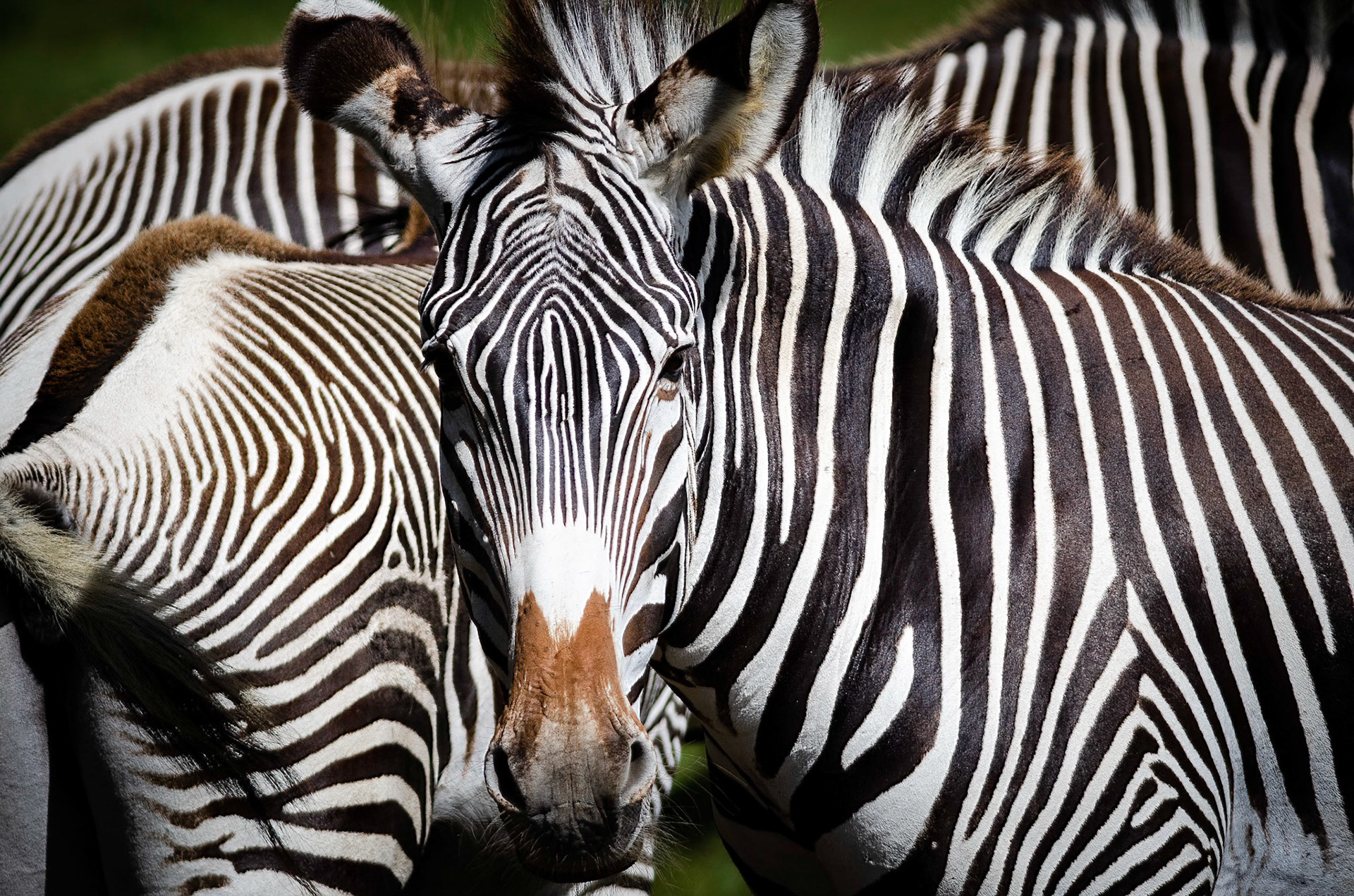 Grevy’s Zebra