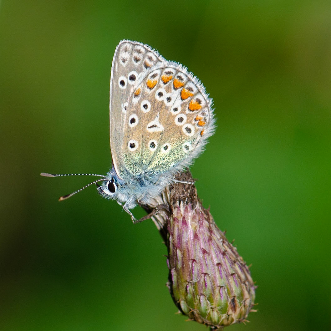 Adonis Blue Butterfly
