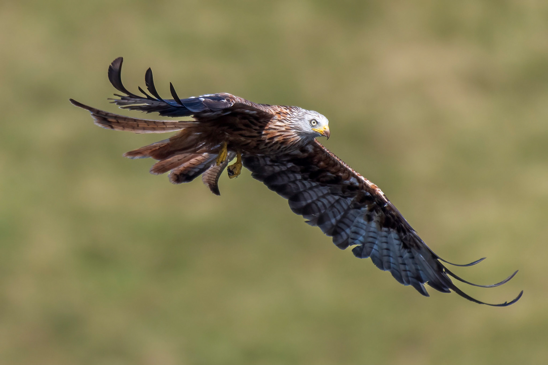 Red Kite