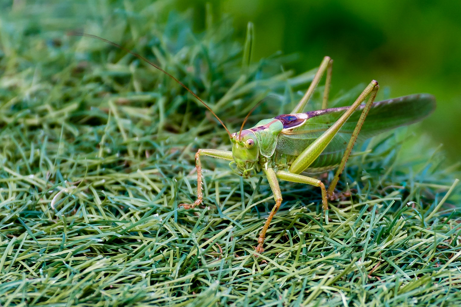 Great Green Bush Cricket