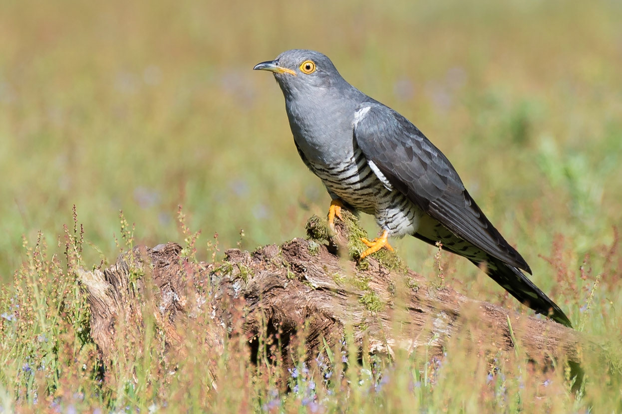 Common Cuckoo