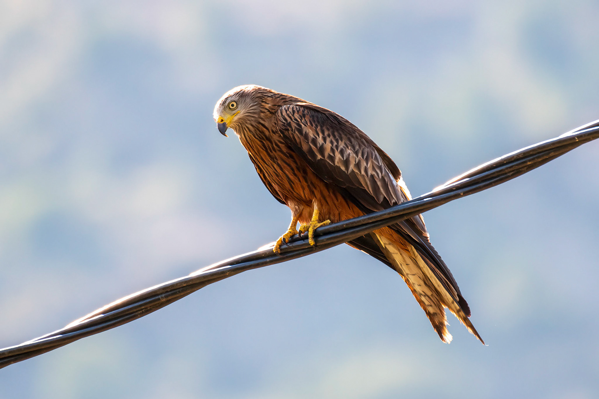 Red Kite
