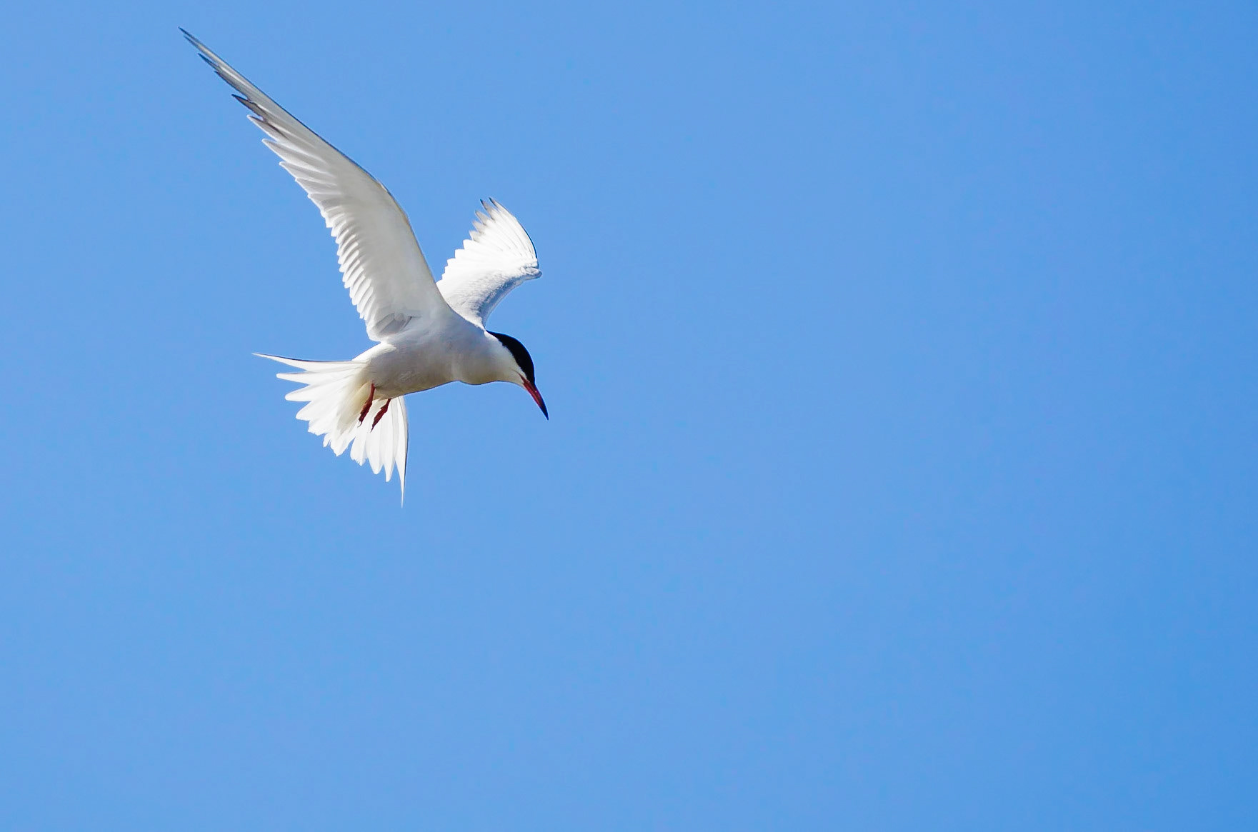 Common Tern