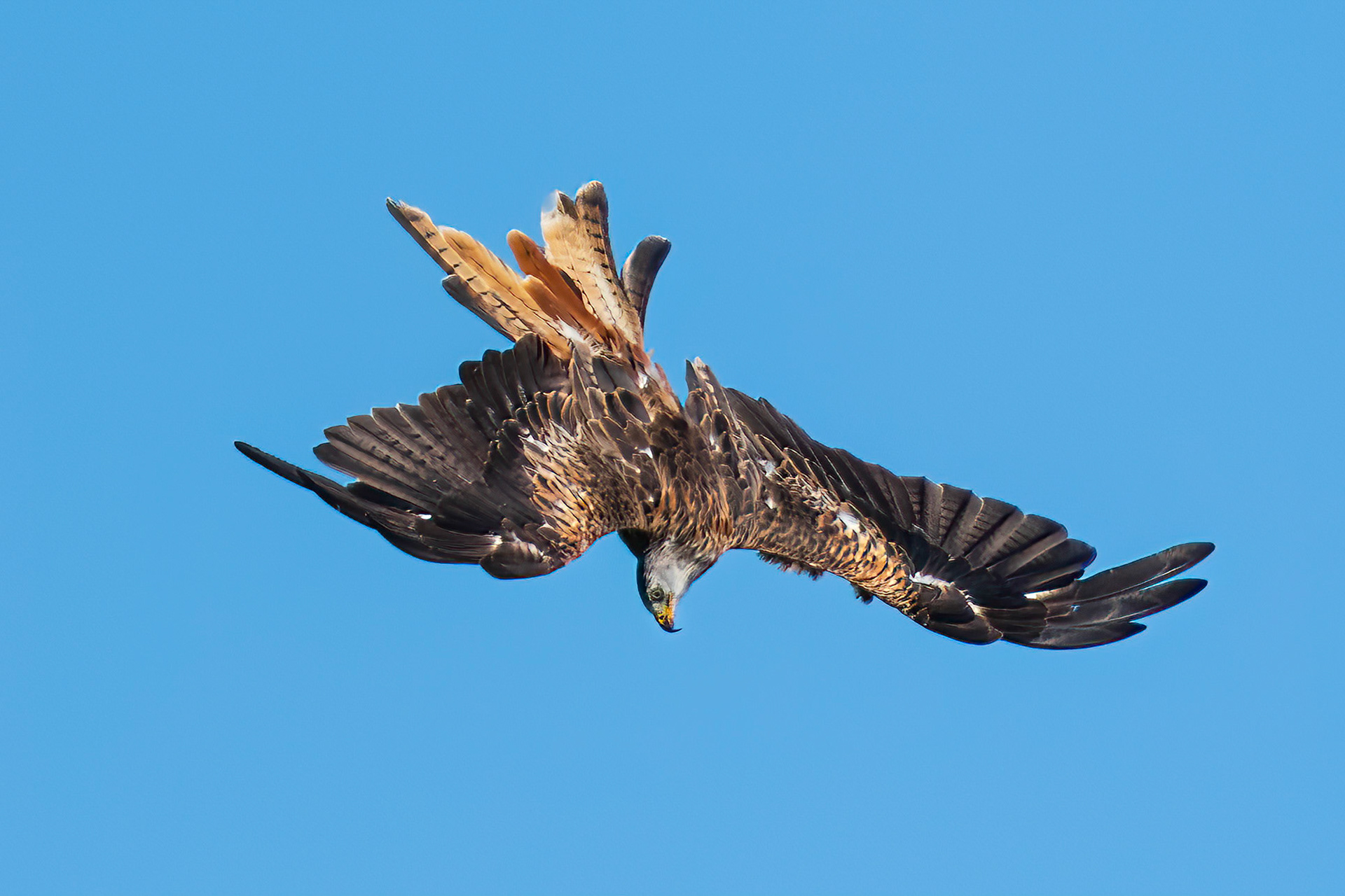 Red Kite