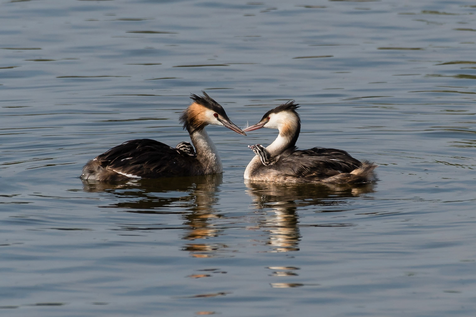 Great Crested Grebe