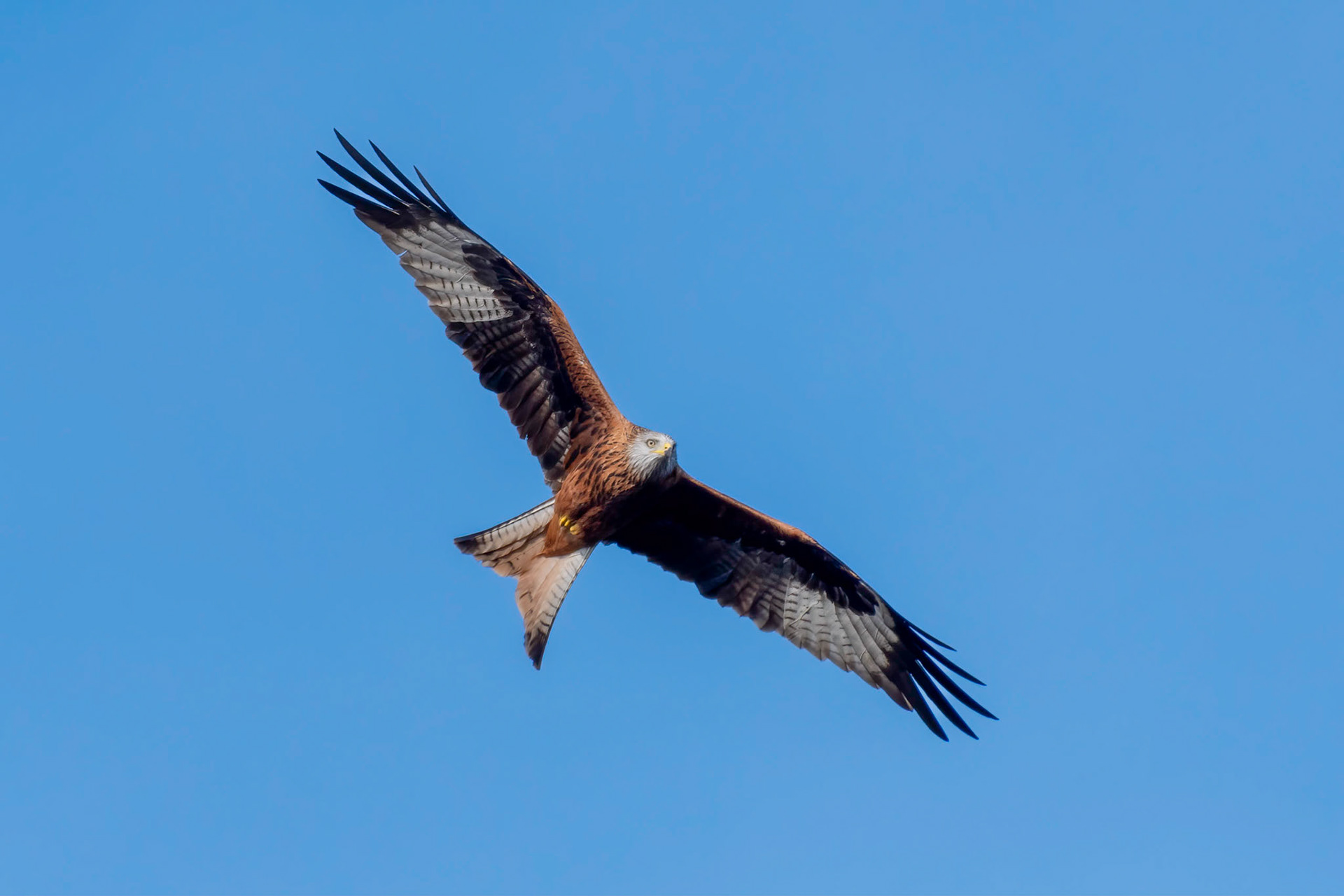 Red Kite