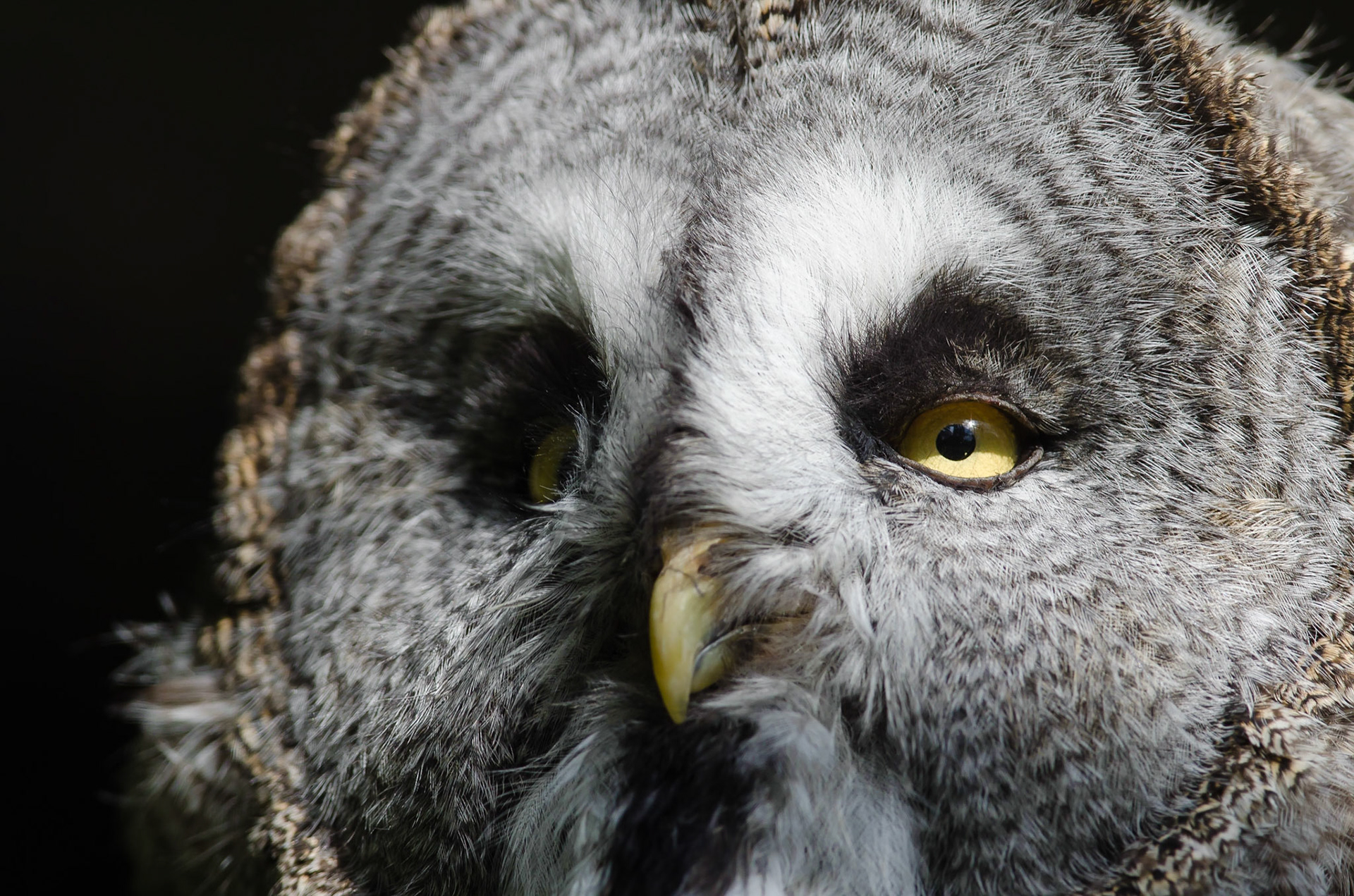 Great Grey Owl