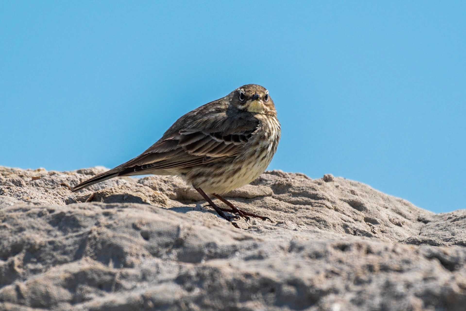Rock Pipit