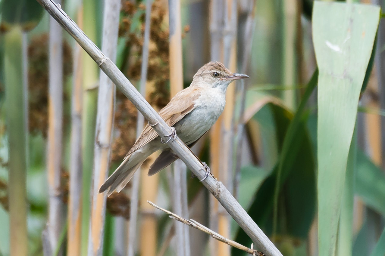 Great Reed Warbler
